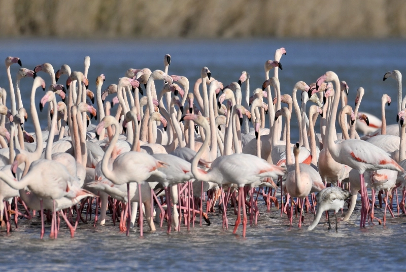 AIGUES MORTES ET LES TRADITIONS CAMARGUAISES