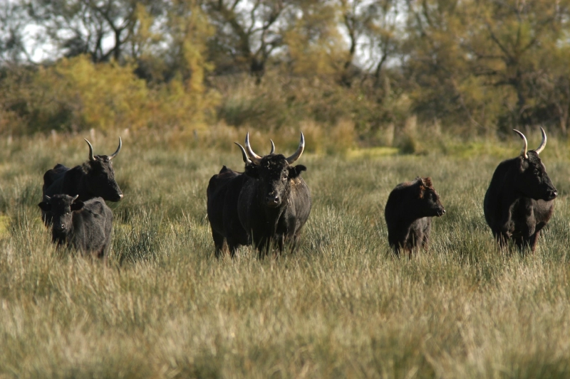 LA CAMARGUE